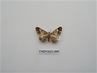 藏品(尺蛾141)的圖片